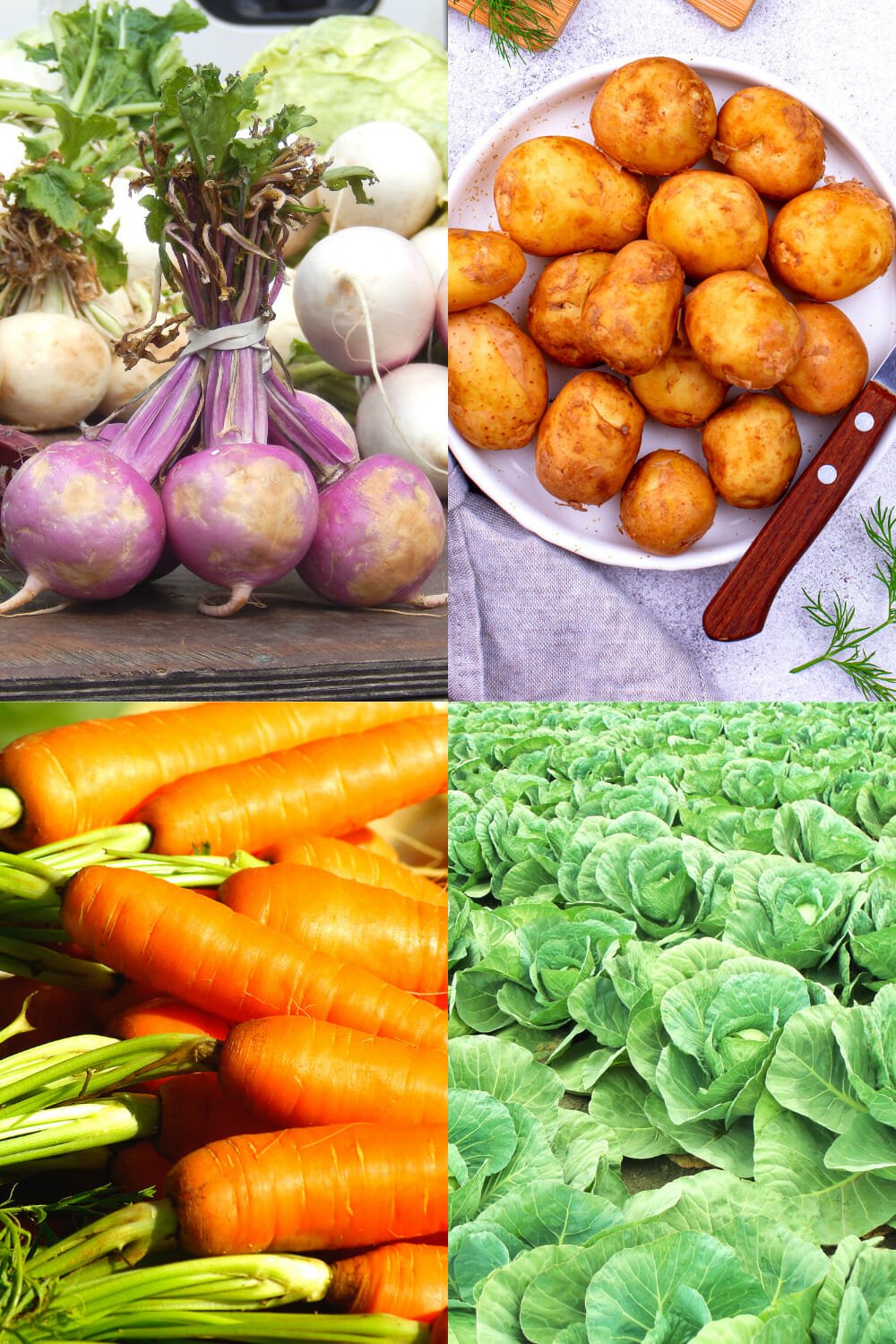 11 Best Substitutes for Rutabaga to Save Your Meal No Fuss Kitchen